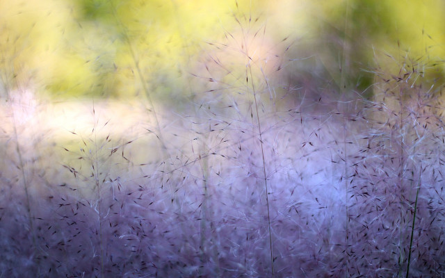 Blurry field grass trees impressionist free wallpaper - medium preview image
