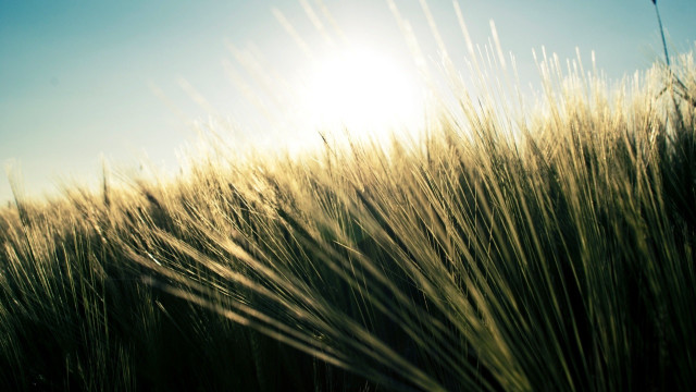 Field sunshine clouds grass nature free wallpaper - medium preview image