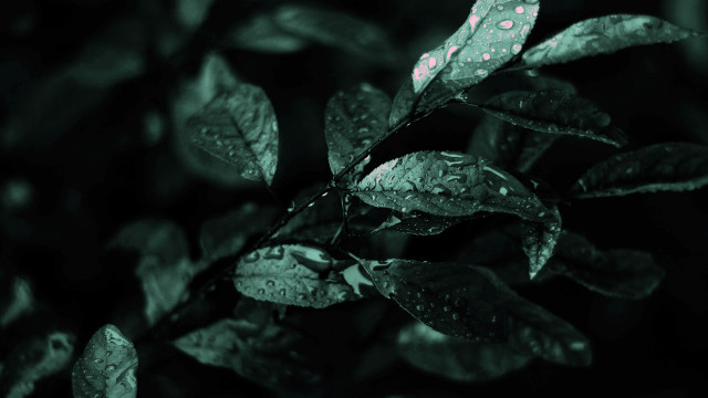Leaf water droplets green black free wallpaper - medium preview image
