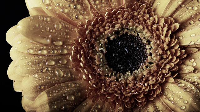Yellow flower water droplets macro #14 free wallpaper - medium preview image