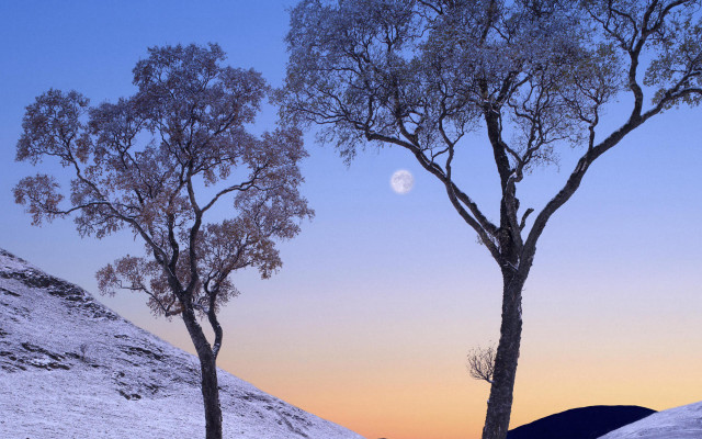 Snowy trees moon hill autumn free wallpaper - medium preview image