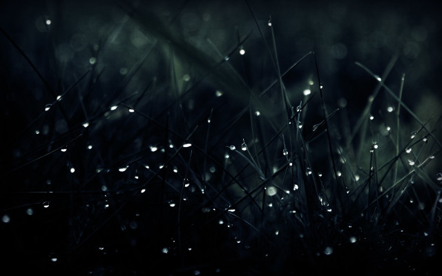 Grass water drops macro rain #2 free wallpaper - medium preview image