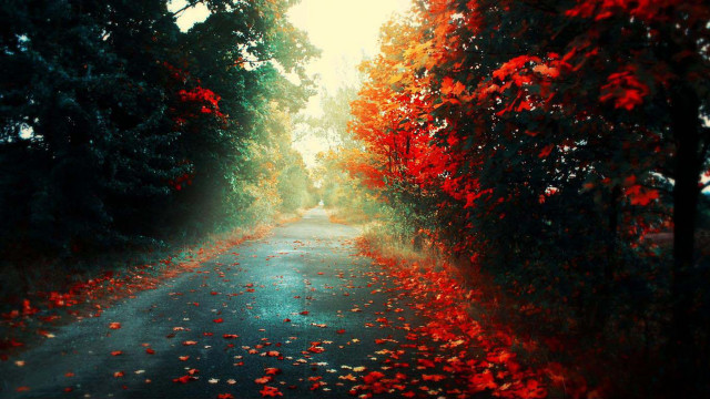 Road trees leaves sky red free wallpaper - medium preview image