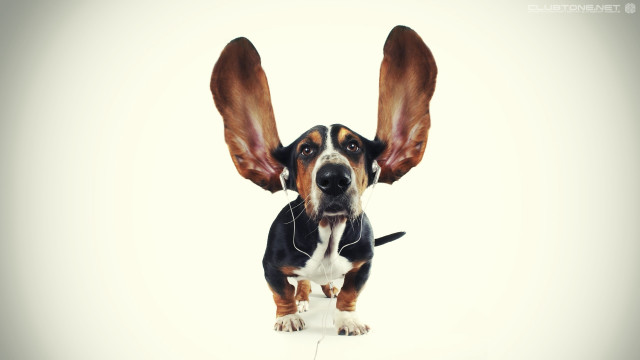 Dog large ear collar upward free wallpaper - medium preview image