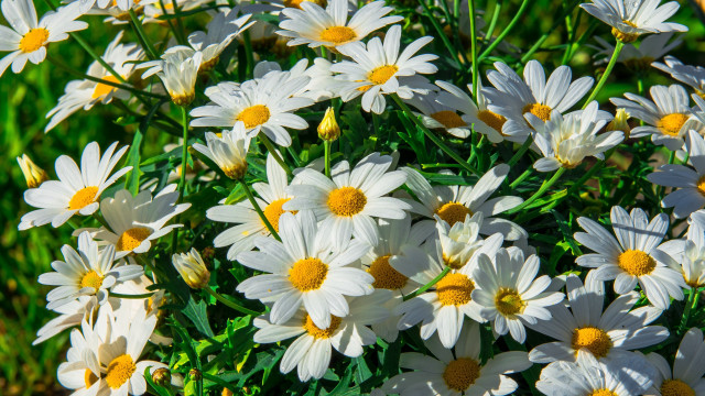 Flowers field bouquet puzzle impressionism free wallpaper for desktop - medium preview image