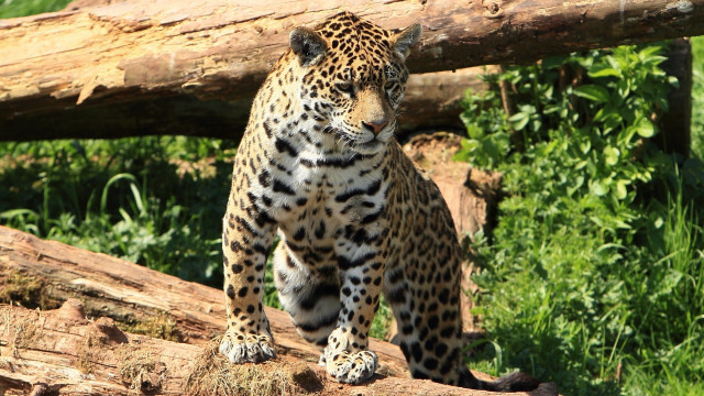 Leopard forest log camouflage jaguar free wallpaper - medium preview image