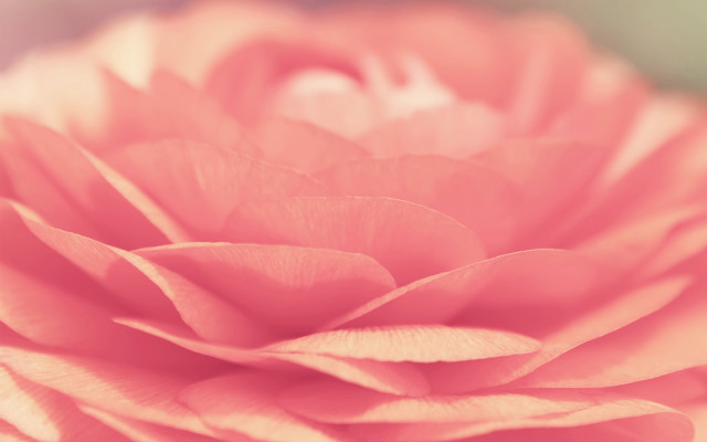 Pink flower blurry background soft free wallpaper - medium preview image