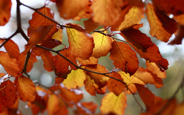 Fall leaves tree autumn blurry free wallpaper - medium preview image