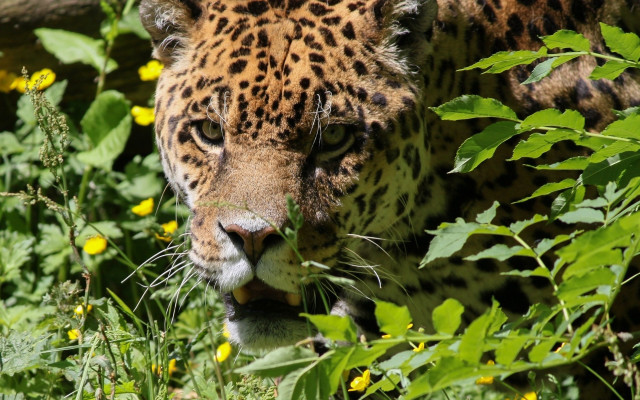 Leopard walking grass flowers wildlife free wallpaper - medium preview image