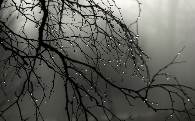Water drops rain bamboo forest free wallpaper - medium preview image
