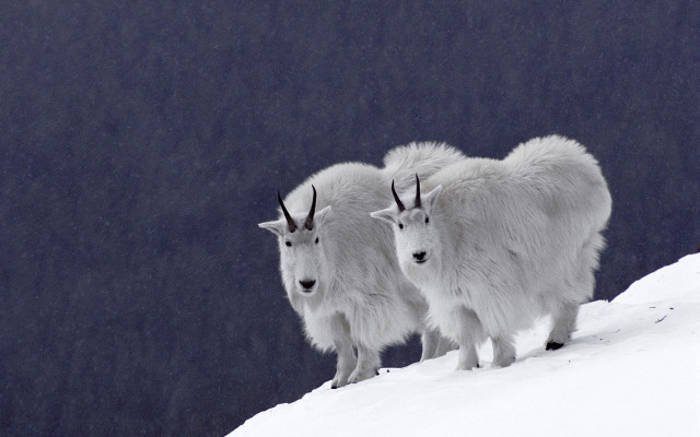 Mountain goats snowy hill aurora free wallpaper - medium preview image