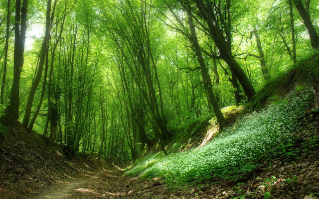 Forest path nature bush trees #2 free wallpaper - medium preview image