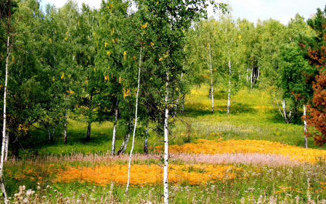 Flower field trees sky clouds free wallpaper - medium preview image