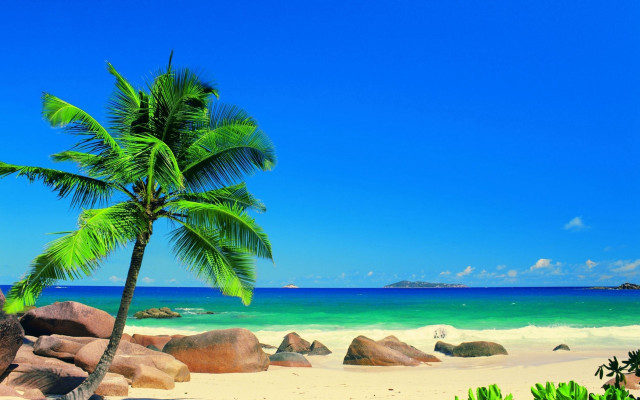Palm tree beach sky sand free wallpaper - medium preview image