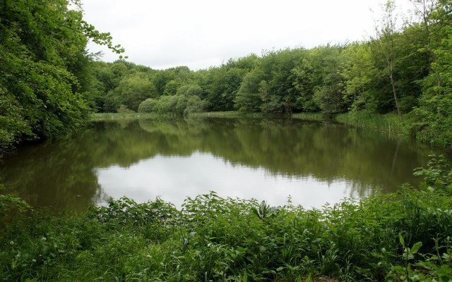 Lake forest trees bushes cloudy free wallpaper - medium preview image