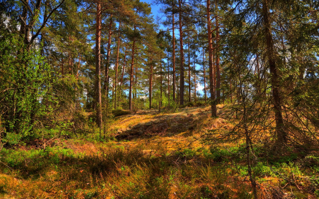 Dirt path forest autumn bench free wallpaper - medium preview image