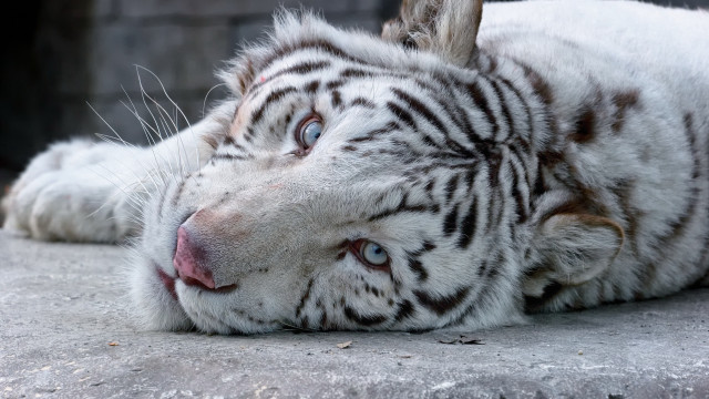 White tiger laying open mouth free wallpaper - medium preview image
