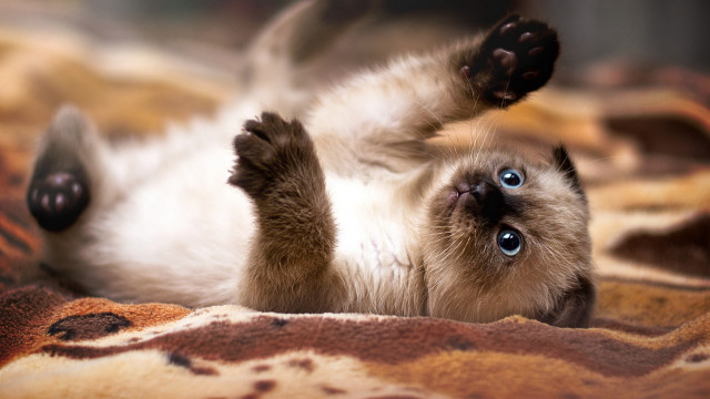 Cat arabesque blurry depthoffield shiba #2 free wallpaper - medium preview image