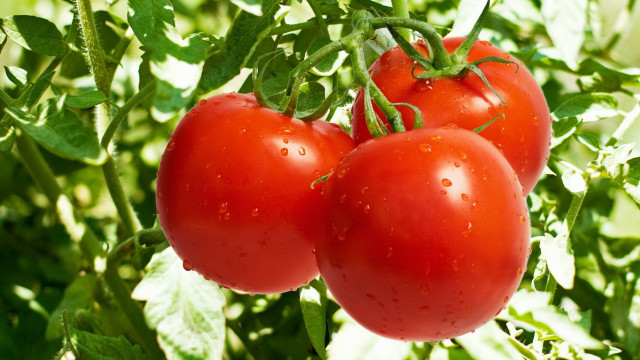 Three tomatoes garden water droplets free wallpaper - medium preview image
