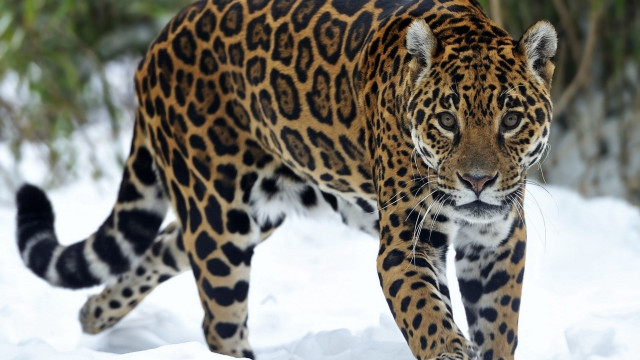 Leopard snowy field forest blurry free wallpaper - medium preview image
