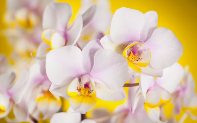 Closeup flowers yellow background white free wallpaper - medium preview image