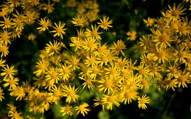 Yellow flowers daisy dandelion macro free wallpaper - medium preview image