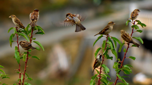 Birds green plant bridge tiltshift free wallpaper - medium preview image