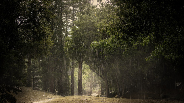 Dirt road forest light rain free wallpaper - medium preview image