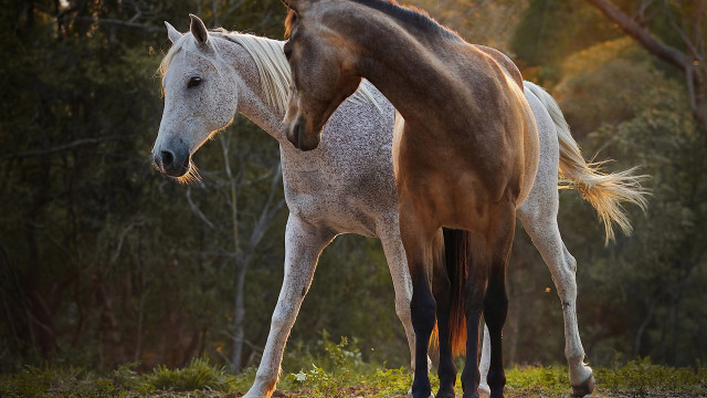 Horses forest nature animal photography #2 free wallpaper - medium preview image