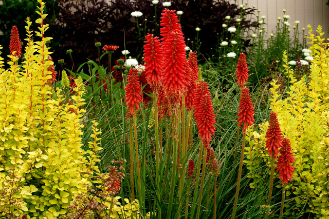 Garden flower field autumn vibrant free wallpaper - medium preview image