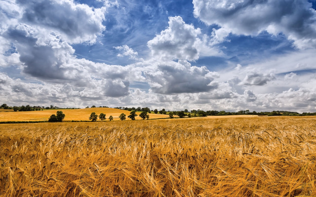 Wheat field cloudy sky cityscape free wallpaper - medium preview image