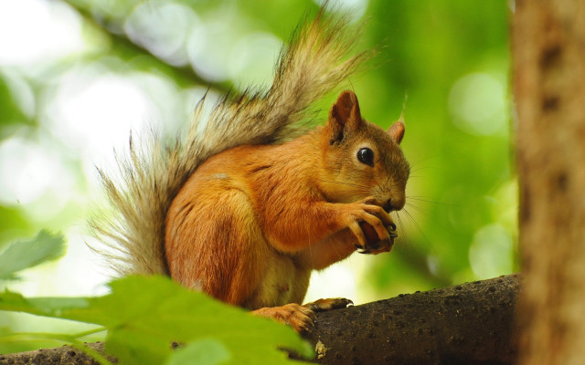 Squirrel eating nut forest blurry #2 free wallpaper - medium preview image
