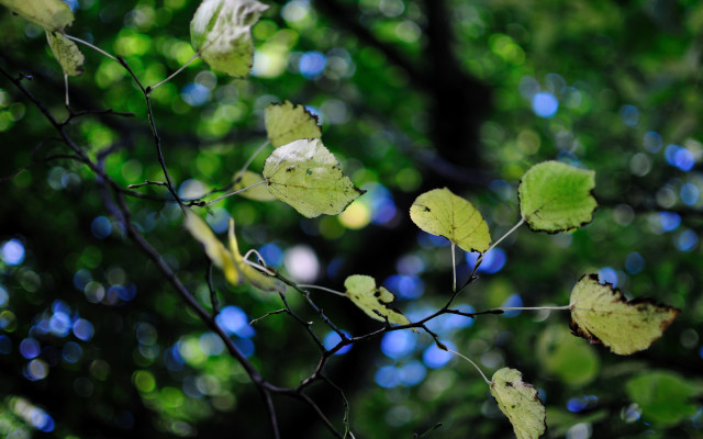 Branch leaf bokeh macro nature free wallpaper - medium preview image