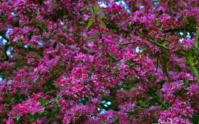 Purple flower tree blue sky free wallpaper - medium preview image
