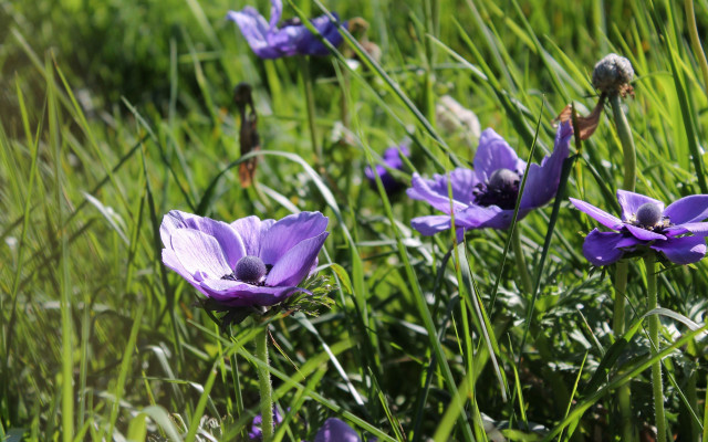 Purple flower field bird macro free wallpaper - medium preview image