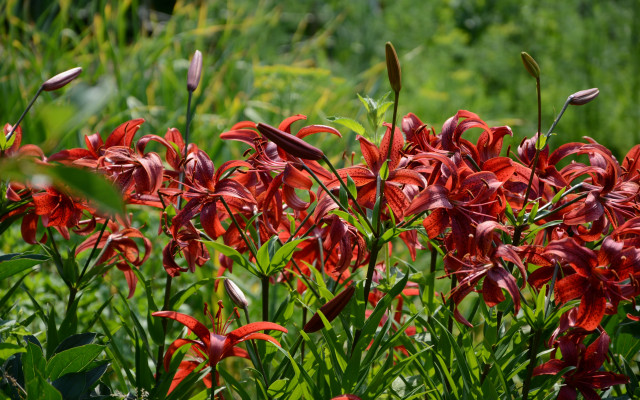 Red flowers bird field green free wallpaper - medium preview image