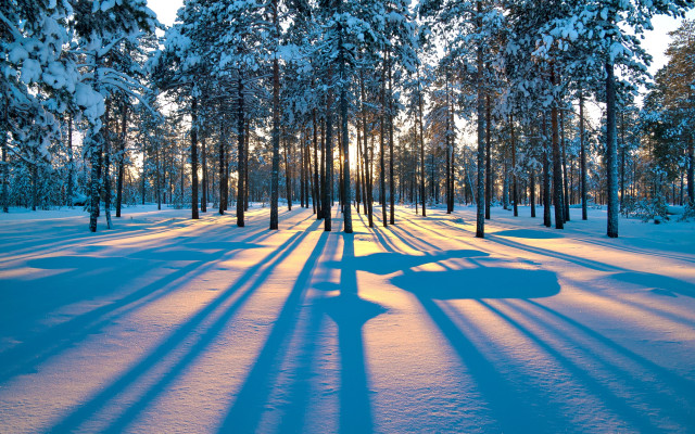 Snowy forest shadow bench winter free wallpaper - medium preview image