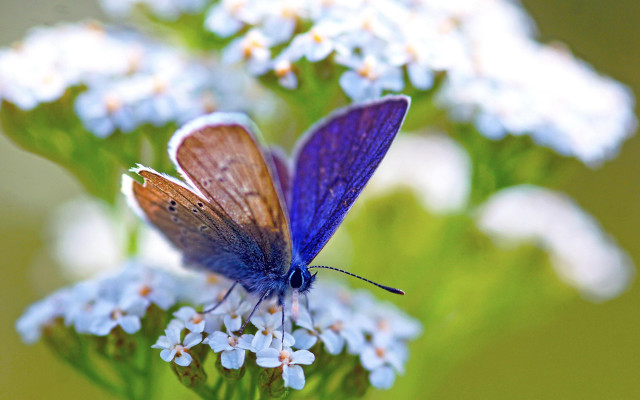 Blue butterfly white flower bokeh free wallpaper - medium preview image