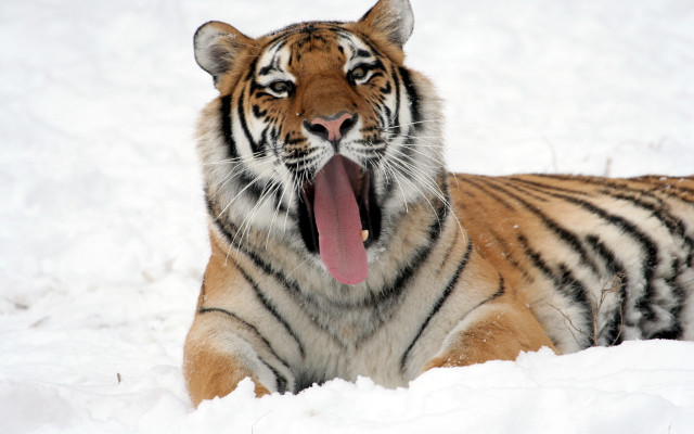 Tiger snow yawning open mouth free wallpaper - medium preview image