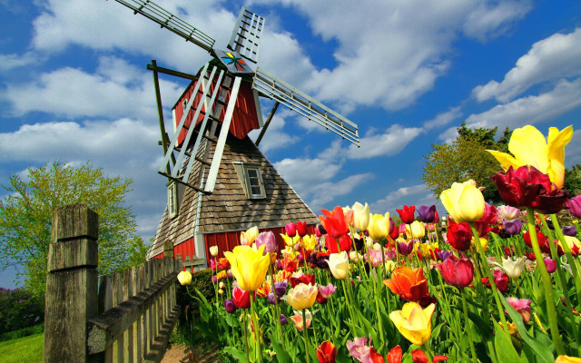 Red roof windmill flower field free wallpaper - medium preview image