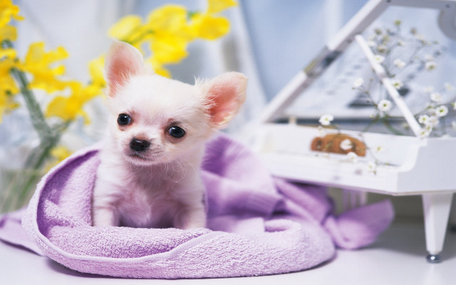 White shiba inu piano flower free wallpaper - medium preview image