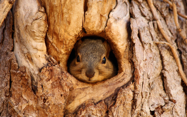 Squirrel peeking hollow tree ecological free wallpaper - medium preview image