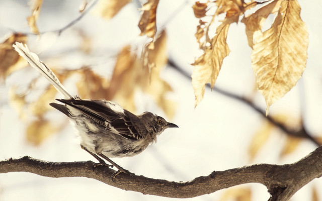 Bird branch leaves clouds bernd free wallpaper - medium preview image