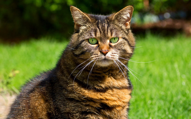 Cat green eyes serious look free wallpaper - medium preview image
