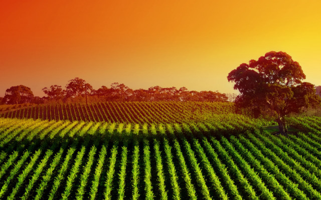 Large field tree sunset red free wallpaper - medium preview image