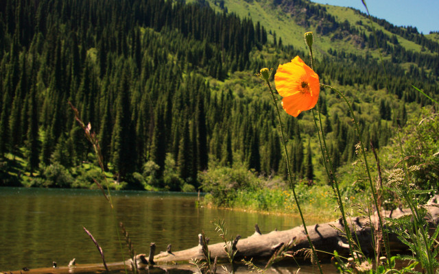 Flower grass lake mountain trees free wallpaper - medium preview image