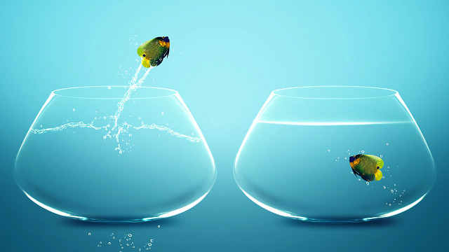 Fish jumping bowl water bubbles free wallpaper - medium preview image