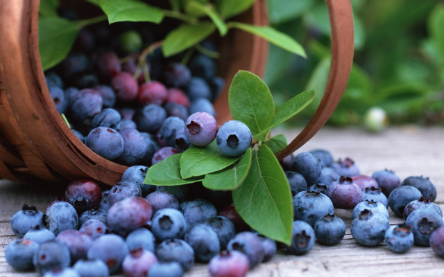 Blueberries leaves basket macro bokeh free wallpaper - medium preview image