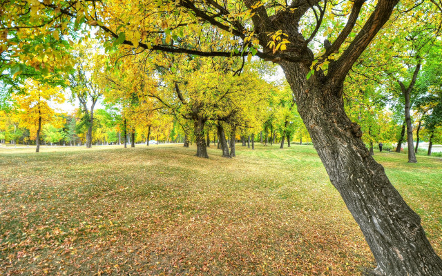 Autumn park leaves trees sunny free wallpaper - medium preview image