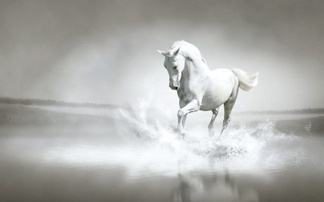 White horse running foggy water #3 free wallpaper - medium preview image